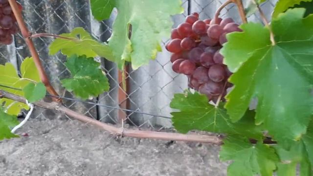 Клубничный на 02 08 2021. смотреть онлайн