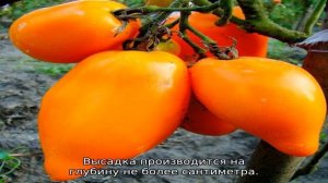 Томат Перцевидный