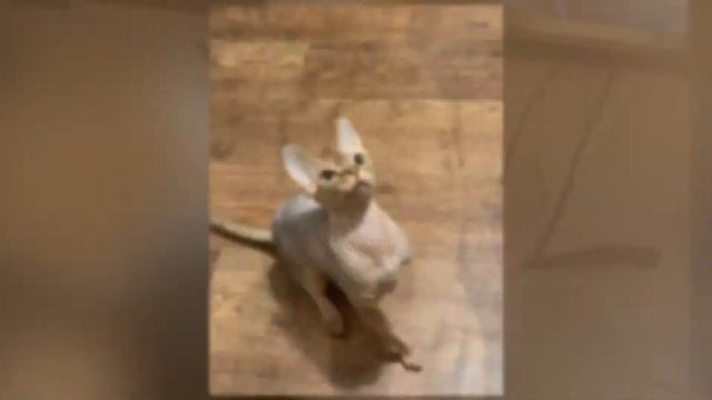 Канадский Сфинкс в Сибири смотреть онлайн