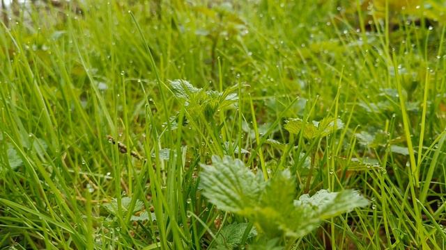 Утренняя роса. Капельки воды на траве!!!🌿🌿🌿 смотреть онлайн