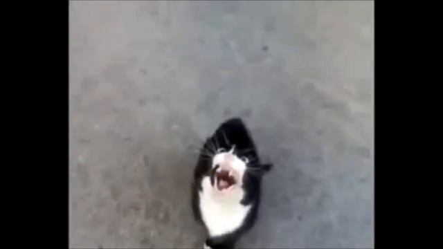 Приколы 2013 Наши любимые котики КАКОЙ УЖАС прикол смотреть онлайн
