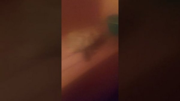 обзор на банную  печь Aston inex 12