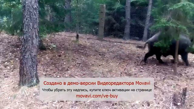 Притравка джек рассела по кабану в возрасте 6-ти месяцев смотреть онлайн