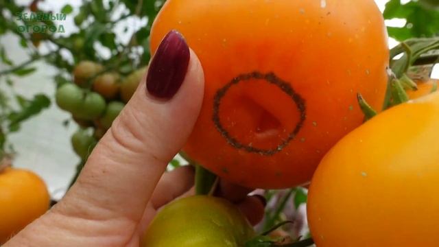 Томат БАБУШКИН ПОЦЕЛУЙ. Обзор сортов ТОМАТОВ! смотреть онлайн