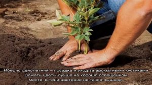 Иберис однолетний, посадка и уход за неприхотливыми цветущими картинками