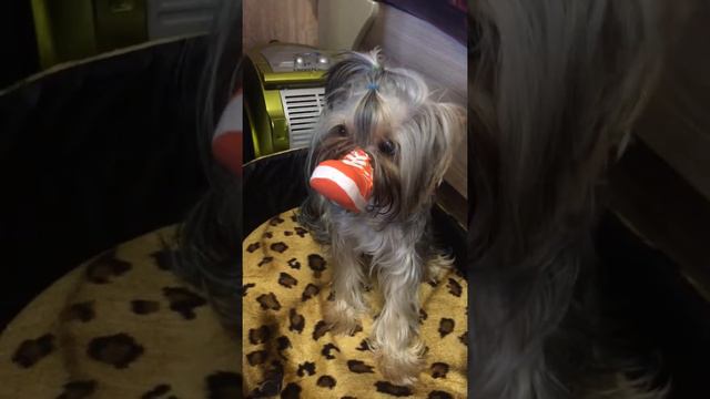 Йорк и тапок на носу