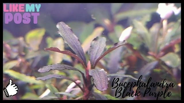 #aquarium#tank#аквариум#аквариумистика  Буцефаландры в моем аквариуме Bucephalandra Black Purple