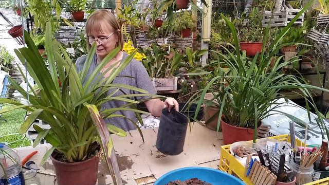 🌺Todo lo que necesitas saber sobre los cymbidium I 🌺Orquídeas Pora🌺 смотреть онлайн