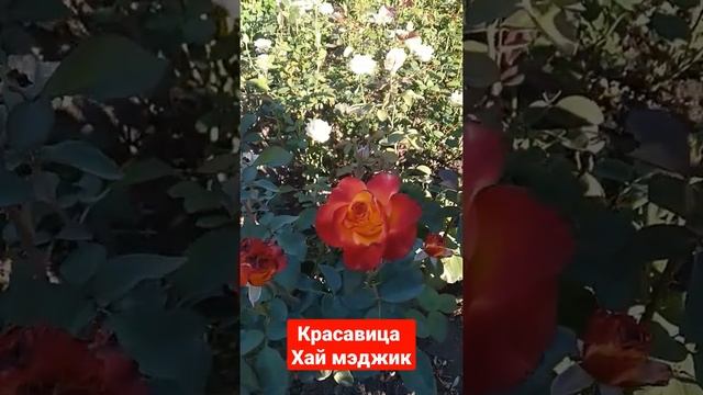 ХАЙ МЭДЖИК #роза #питомникроз #питомникмагияроз смотреть онлайн