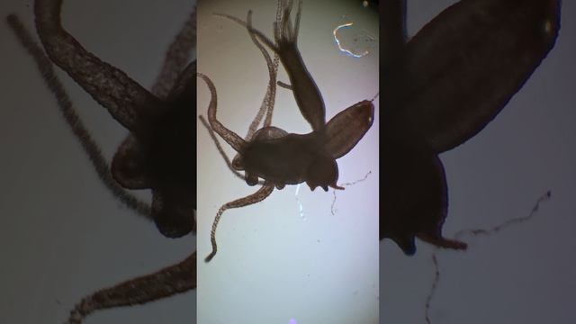 "Трёхголовая" гидра (бесполое размножение) смотреть онлайн