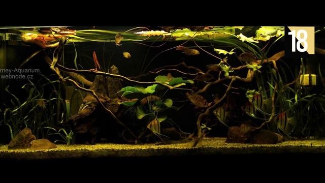35 Biotope Aquarium Design Ideas смотреть онлайн