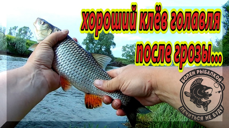 Гроза оживила перекат. Клёв Голавля на Спиннинг после Дождя. Рыбалка на Перекате. смотреть онлайн