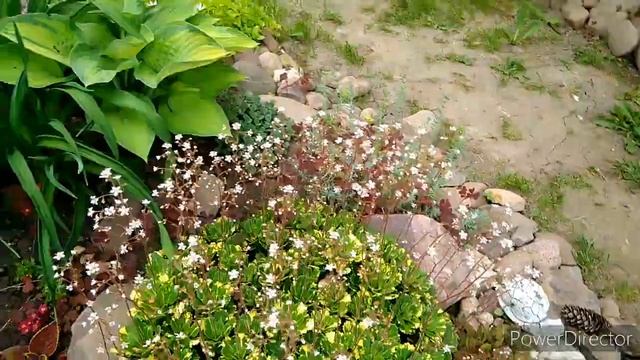 Дача, обзор сада и огорода на 6 июня, цветет лапчатка. клубника в теплице смотреть онлайн