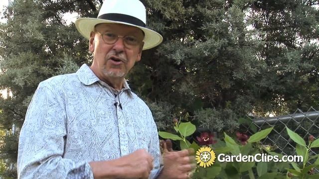 Carolina Sweetshrub - Calycanthus Floridus - Fragrant Garden Shrub