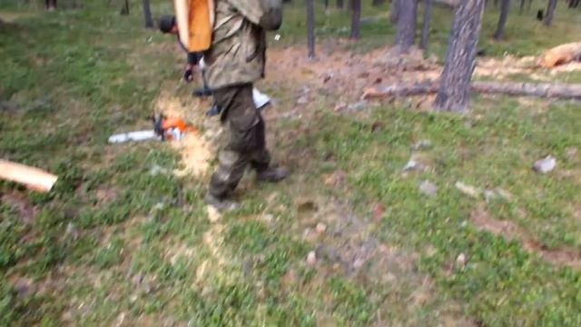 До чего доводят орехи. Добыча кедрового ореха. Закаменск. Как пацан сломал колот. смотреть онлайн