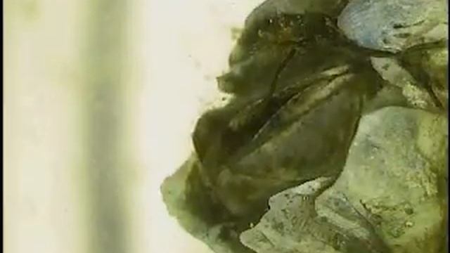 Discover "The Secret Life of Barnacles". Micro-Photography by Stephanie Fults смотреть онлайн