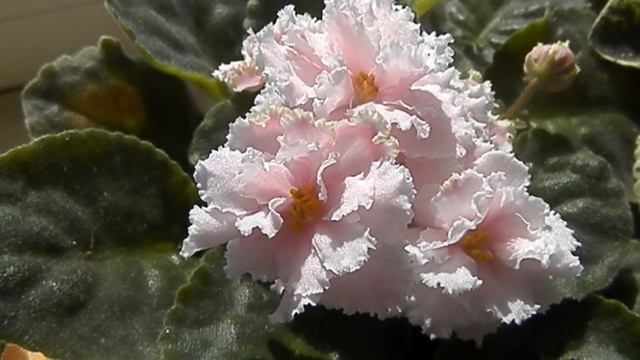 РОЗОВАЯ НЕЖНОСТЬ !!! смотреть онлайн