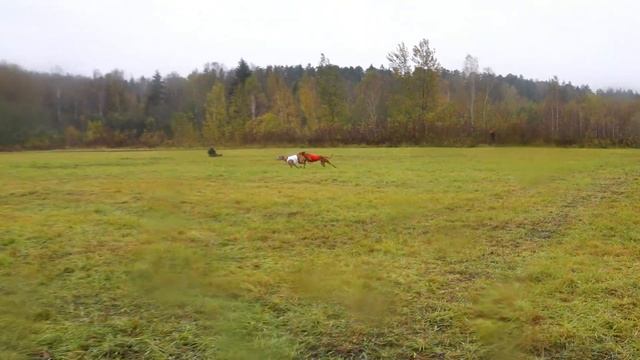 Родезийский Риджбек TINA TRADING NIKKI FRANCISKA (к) и SOLAR SPIRIT BAGHEERA (б) смотреть онлайн