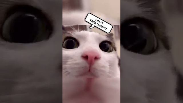 This_funny_talking_cat_got_the_best_suprise_of_his_life__sho смотреть онлайн
