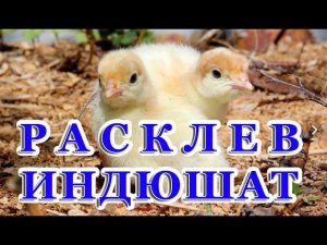 РАСКЛЕВ у ИНДЮШАТ!!! И ПРОЧИЕ  НЕПРИЯТНОСТИ...