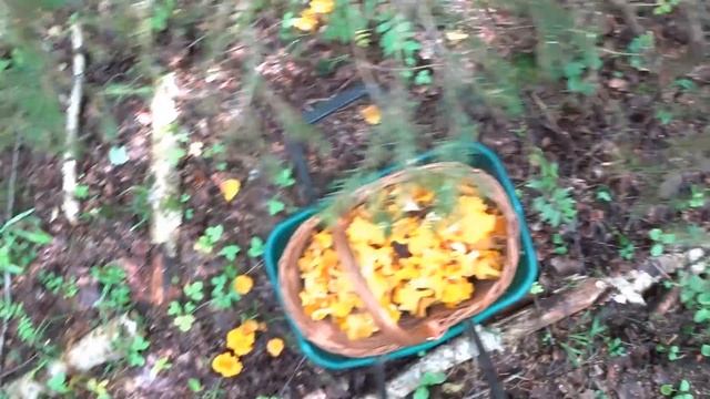 На Лунтике за лисичками #373 смотреть онлайн