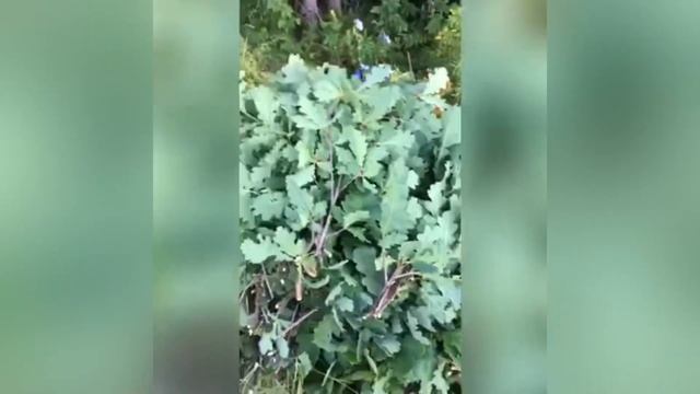 Школьник занимается заготовкой дубовых Веников| сбор веток для Веников на велосипеде смотреть онлайн