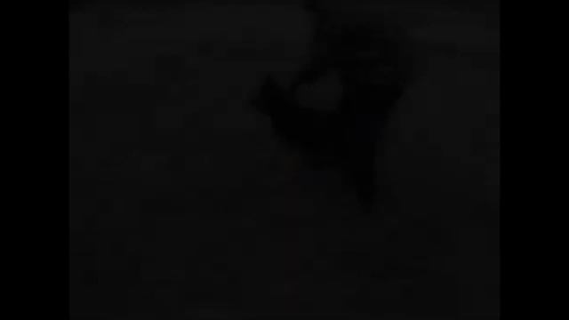 Щенок Немецкой Овчарки, 6 мес. Отработка навыка Задержание. Working German Shepherd. Puppy, 6 month смотреть онлайн