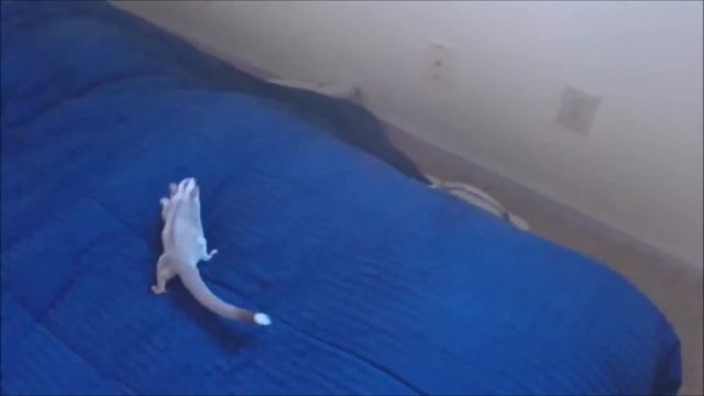 Sugar Glider Eating and Flying Compilation смотреть онлайн