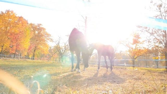 Невероятно красивая осенняя мелодия! ВОССТАНОВЛЕНИЕ НЕРВНОЙ СИСТЕМЫ! Осенняя Мелодия Любви смотреть онлайн
