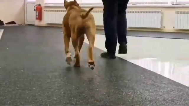 ?️Прайд Спирит Озмунд Саддлер ?️ смотреть онлайн