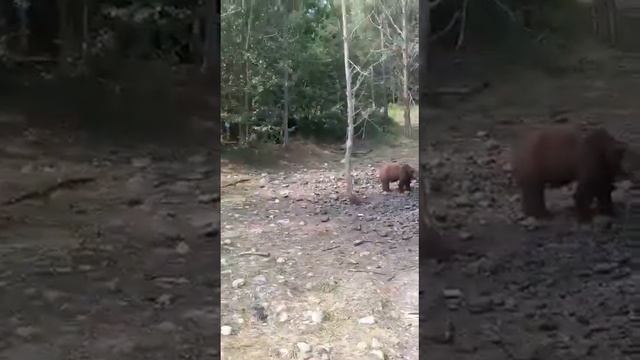 медведи в Ленинградской области. Вышли на водопой смотреть онлайн
