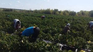 Перец Хаски.