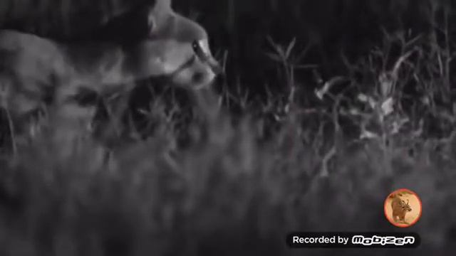 СТЕПНАЯ РЫСЬ - КАРАКАЛ