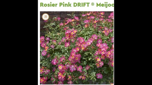 416_Дрифт розы. А что это? смотреть онлайн