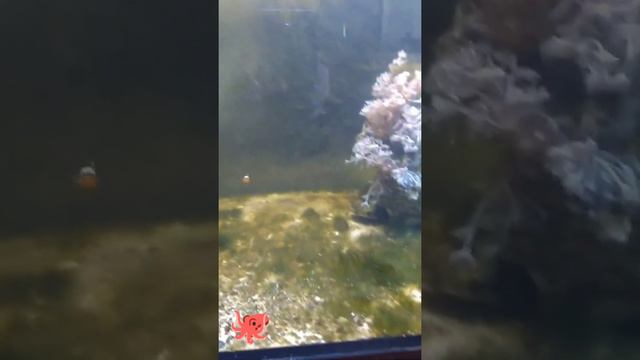 Biotop Marine 250 Морской аквариум без больших вложений ? Без проблем ! смотреть онлайн