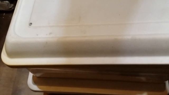 Aru Green Tree Python babies hatching from maternal incubation. смотреть онлайн