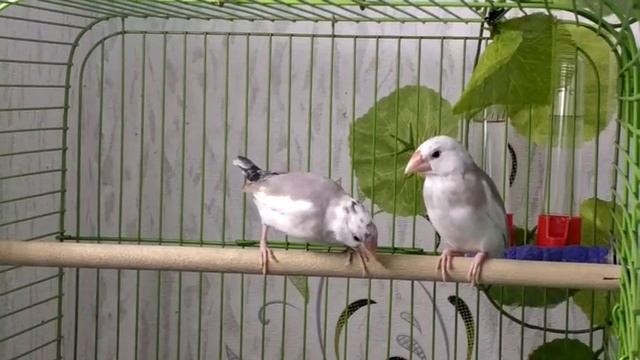 АМАДИНЫ / Птенец рисовки поёт смотреть онлайн