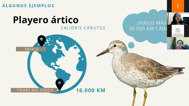 Conociendo más a las aves playeras módulo 1: Introducción a las aves playeras смотреть онлайн