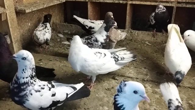Голуби Баку. смотреть онлайн