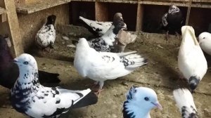 Голуби Баку.