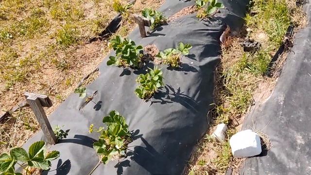 Когда лучше сажать клубнику. Оптимальное время для посадки клубники. смотреть онлайн