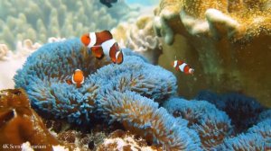 The Best 4K Aquarium for Relaxation ? Sleep Relax Meditation Music - 3 hours - 4K UHD Screensaver