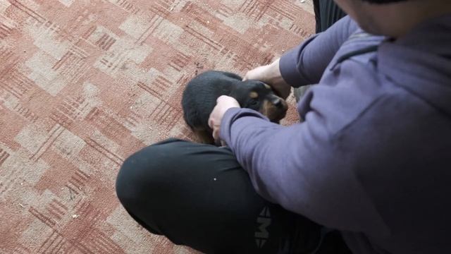 Первое с чего надо начать. Воспитание щенка ротвейлера 2 месяца. Зрительный контакт. смотреть онлайн