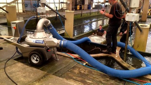 Перекачка рыбы между бассейнами рыбонасосом Pescamotion 6 Plus морской лещ до 500 г FAIVRE RU смотреть онлайн