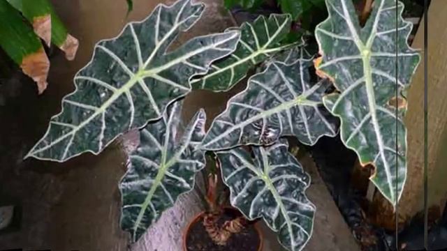 Цветение Алоказии в квартире. Как и когда цветет Алоказия!