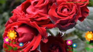 Роза флорибунда Таманго. Краткий обзор, описание характеристик rosa Tamango