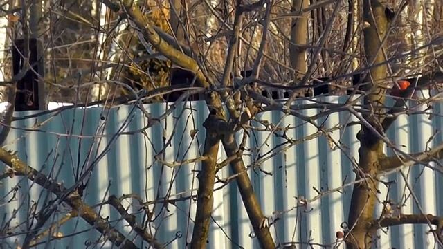 Кормушка для белки / Squirrel feeder смотреть онлайн