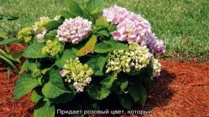 Как поливать гортензию садовую правильно