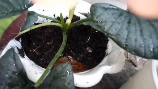 Alocasia Reginae | Ms.Rani #alocasia