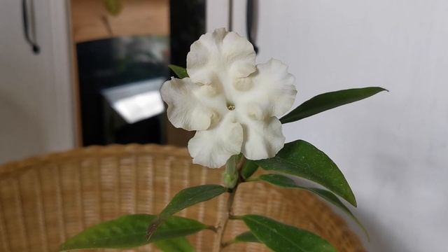 Brunfelsia jamaicensis: how I am growing this very fragrant houseplant in the United Kingdom смотреть онлайн